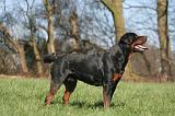 ROTTWEILER 560